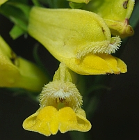 Wiesenschaftler