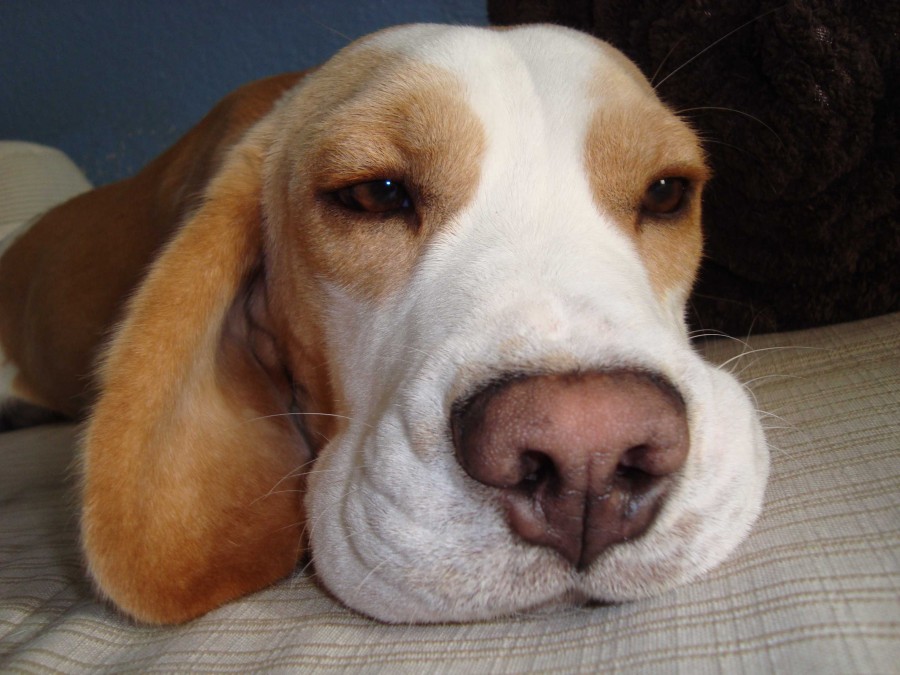 Beaglerin