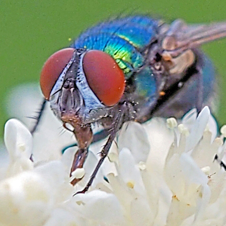 Fotohexe
