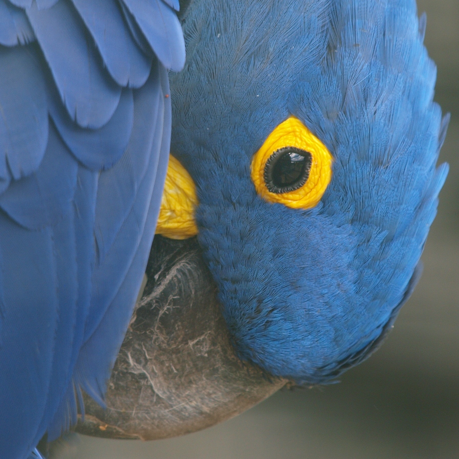 bluemacaw