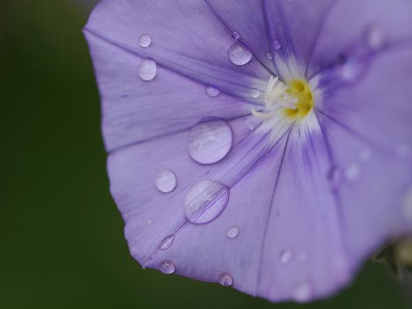 Regen