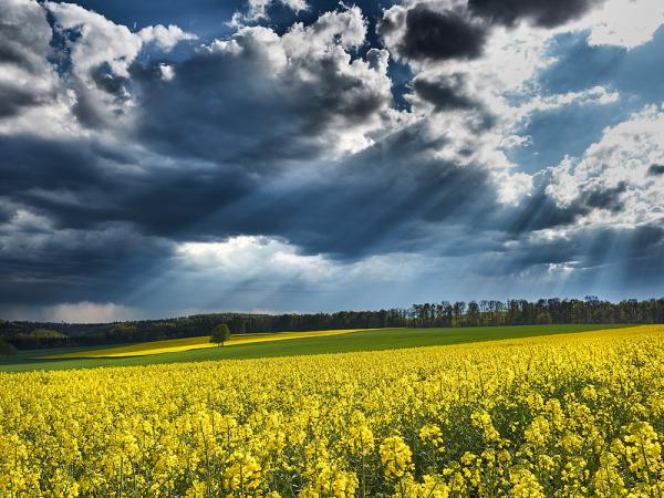 Rapsfeld vor Gewitterfront auf der schwäbischen Alb