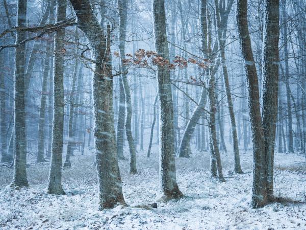 Schneefall im Eichenwald
