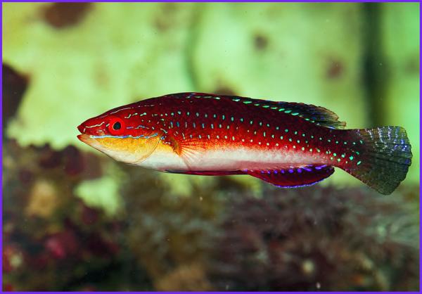 Cirrhilabrus joanallenae
