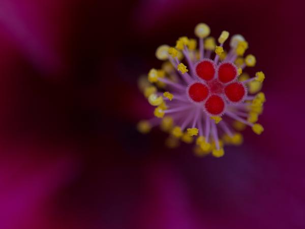 Hibiskusblüte im Gegenlicht