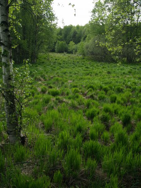 am rande des roten moores