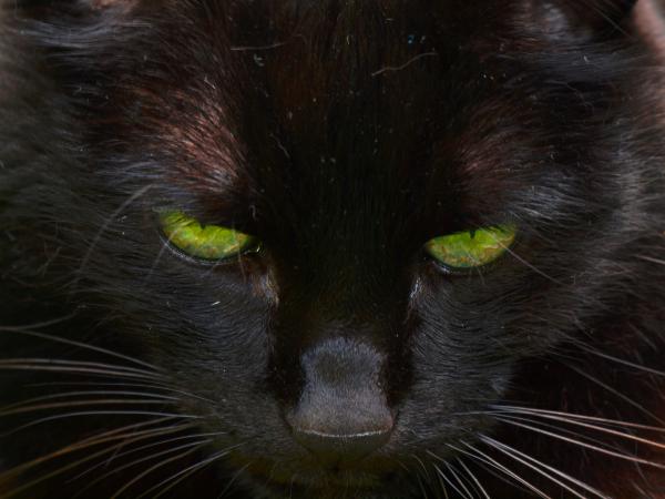 Böse Katze