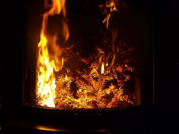 Burn the Tree