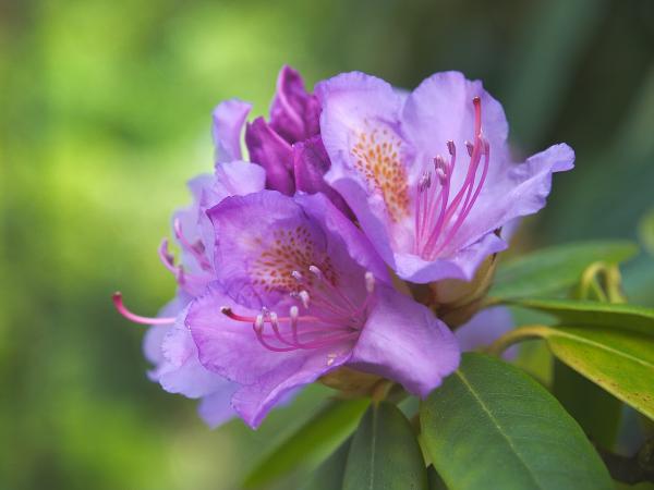 Rhododendron