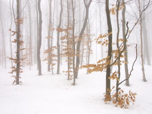 Nebelwald