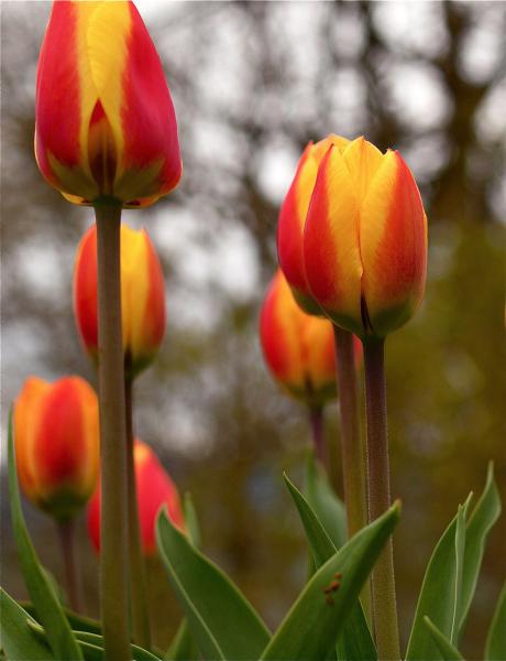 Trotz Aprilwetter leuchtende Frühlingsfarben