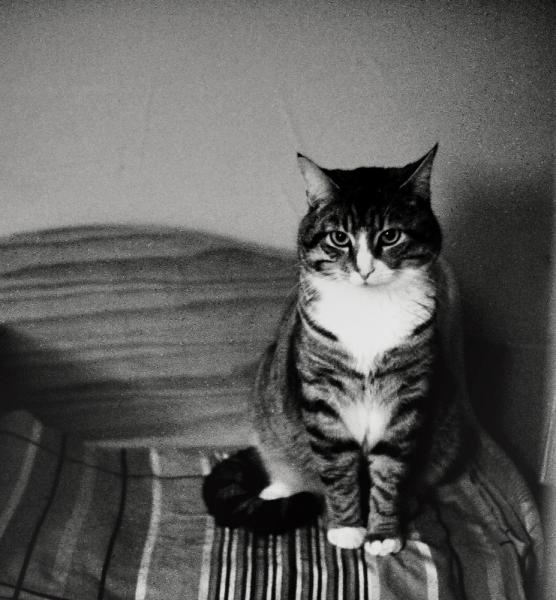 Aus verganger Zeit als Kater