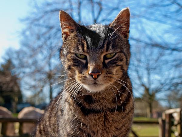 Die Katze