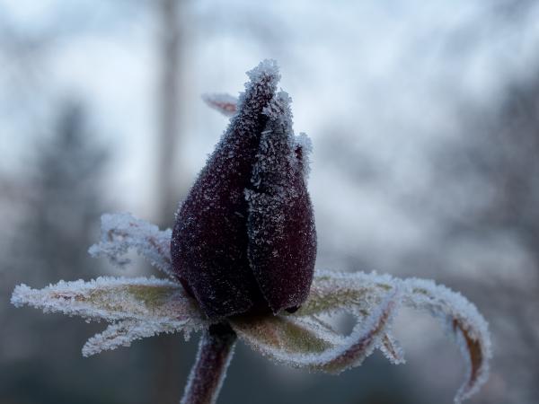 Roseneiskranz