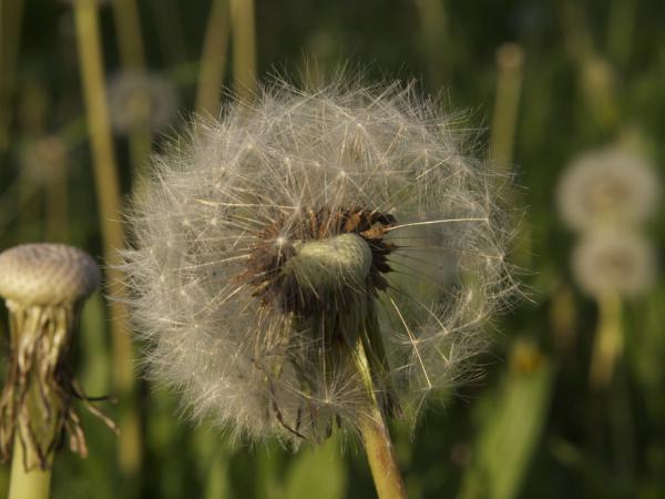 Pusteblume
