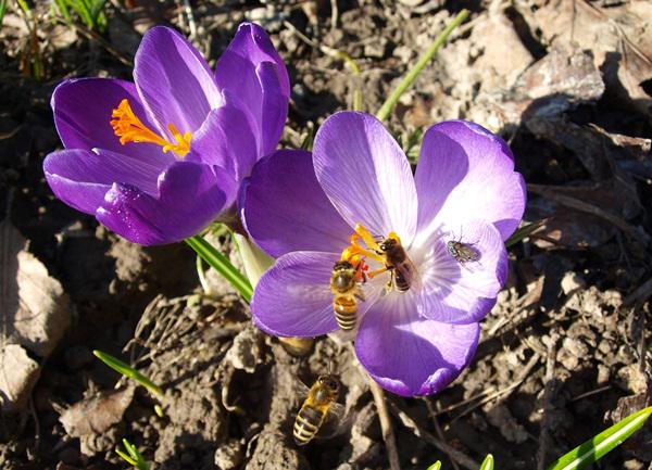 Frühling und seine Boten
