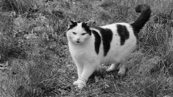 Ich bin dein Model