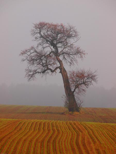 "Einsamer" Baum im Nebel