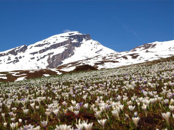 Krokusse 2