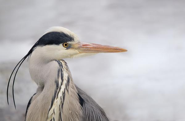 Ein Fischreiher-Portrait II