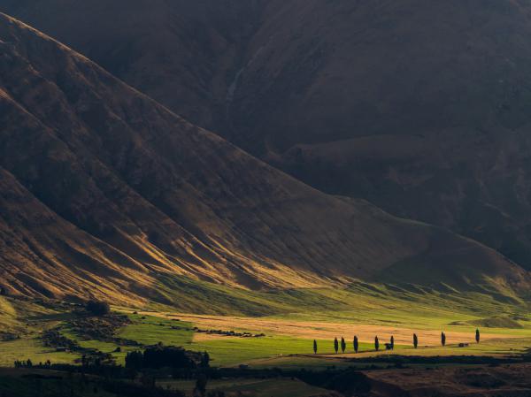 Lonely Trees