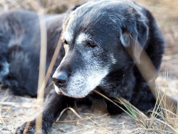Hund im Moor 3