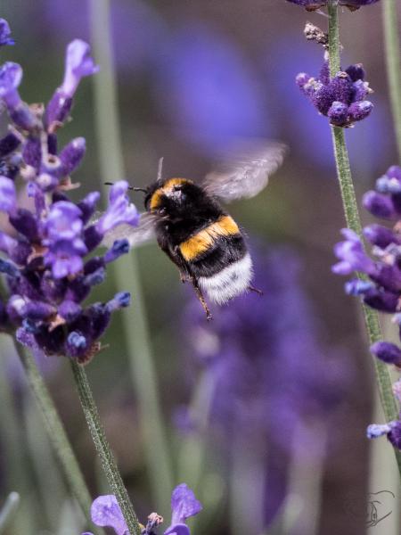 Hummel