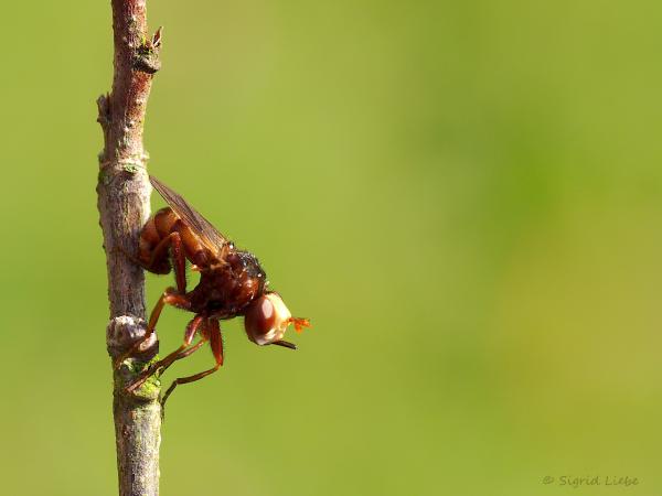 Breitkopfblasenstirnfliege