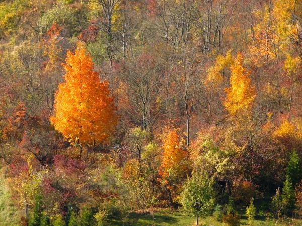 Indian Summer - mitten in Jena!!