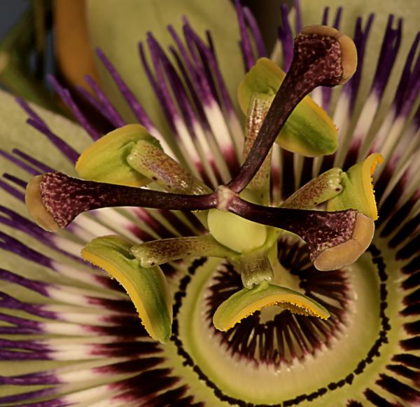 passiflora