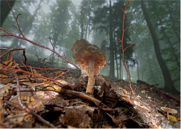 Pilz im Nebelwald