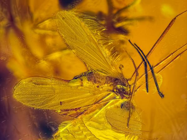 01 "Mosquito in Baltic amber" 55 million years old