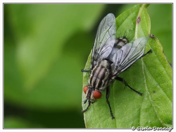 Fliege... Makro-Einstellung am 12-50mm