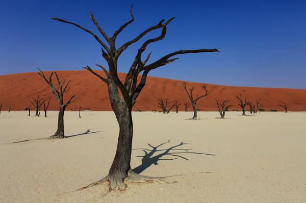 Death Vlei Namibia