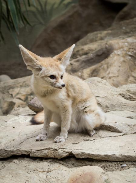 Wüstenfuchs
