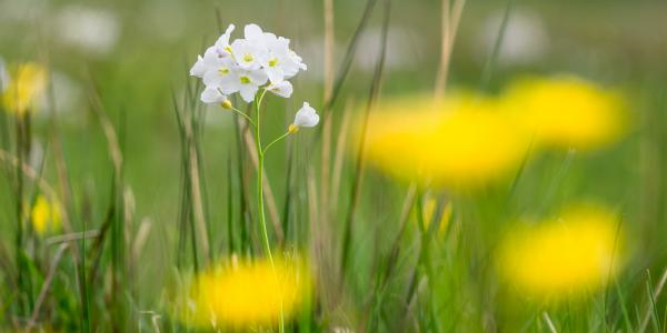Wiesenschaumkraut an Butterblumentupferln
