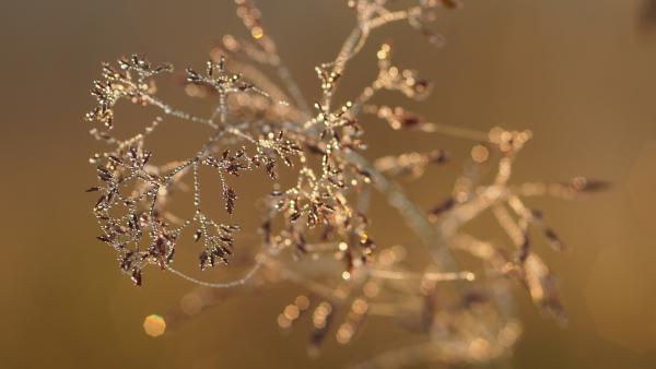 Einmal Wiese und zurück (3)