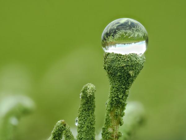 "02 Cladonia fimbriata" Outdoor