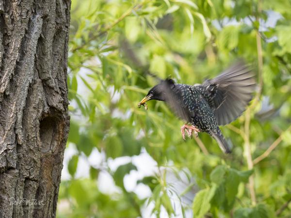 Star mit Futter im Anflug