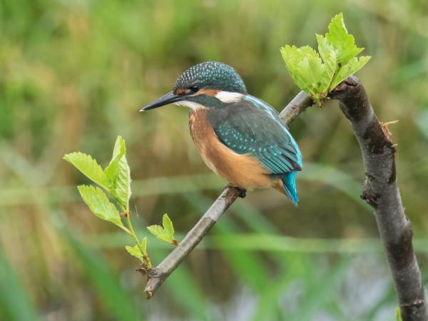 farbenfroher Jungvogel