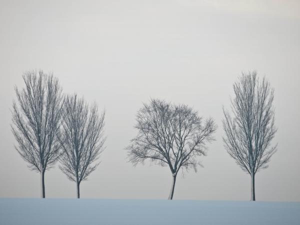 Winter im Münsterland