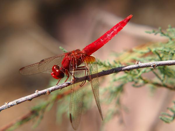 Feuerlibelle (Crocothemis erythraea)