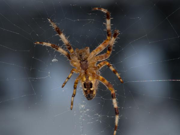 Itsy Bitsy Spider