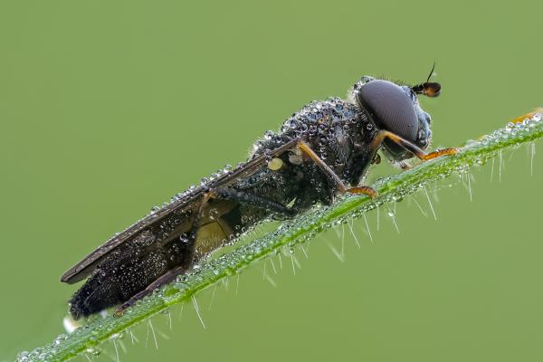 Schwarzstirnschwebfliege