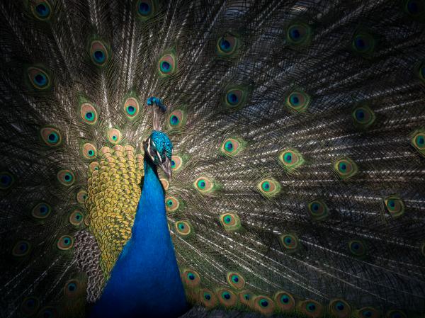 Pfau im Lichtblick