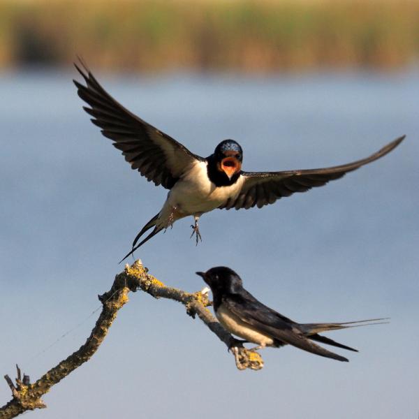 Rauchschwalbe (Hirundo rustica)