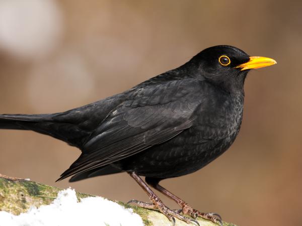 Amsel