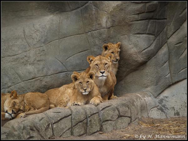 Familienbande