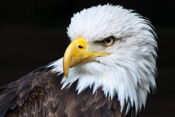 Weißkopfseeadler
