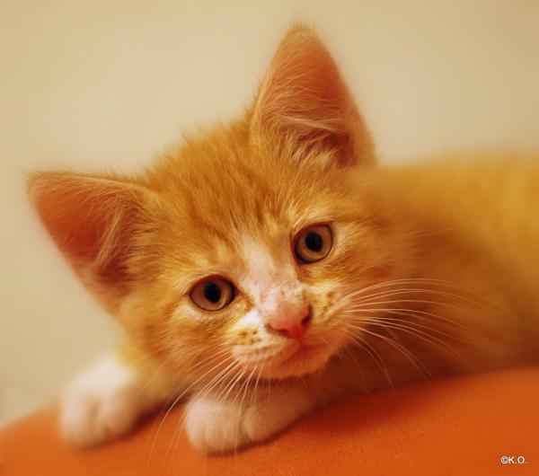 Katzenkind